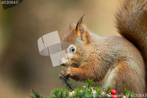 Image of Red Squirrel