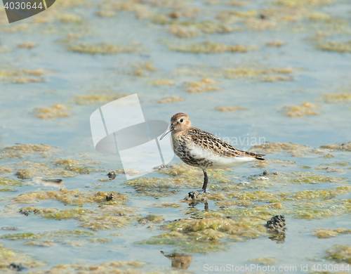 Image of Dunlin