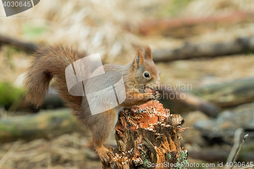 Image of Red Squirrel with Hazel Nut