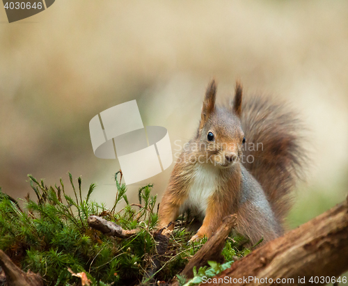 Image of Red Squirrel