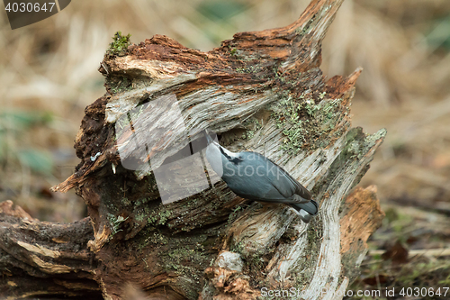 Image of Eurasian Nuthatch and Seed