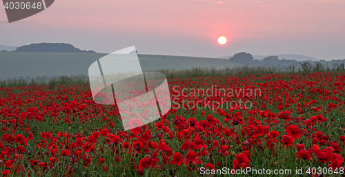 Image of Poppies at Sunset