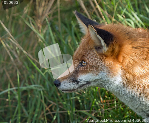 Image of Red Fox Profile