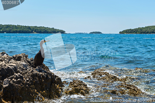 Image of Cormorant on the rocky beach in Istria