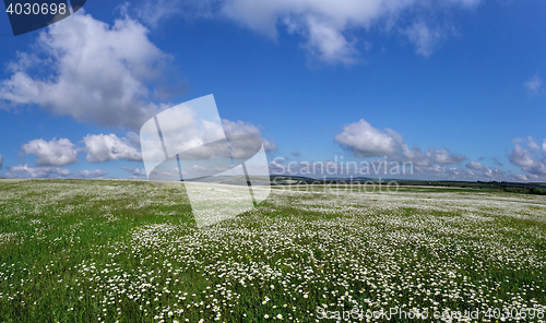 Image of field of daisy flowers