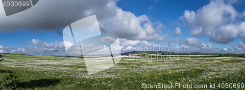 Image of field of daisy flowers