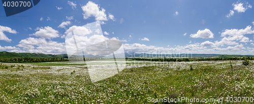 Image of field of daisy flowers