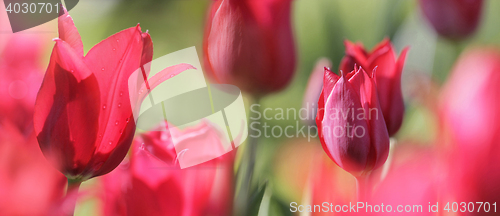 Image of panorama of red tulips