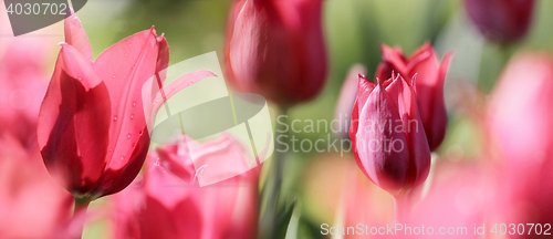 Image of panorama of red tulips