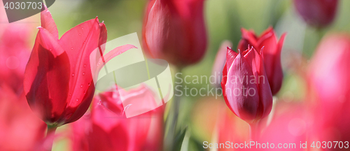 Image of panorama of red tulips