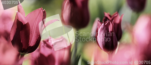 Image of tinted tulips concept