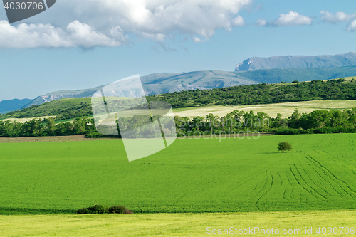 Image of field of green wheat