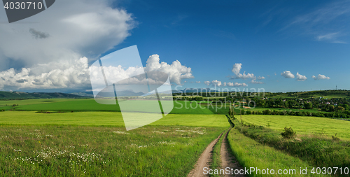 Image of field of green wheat