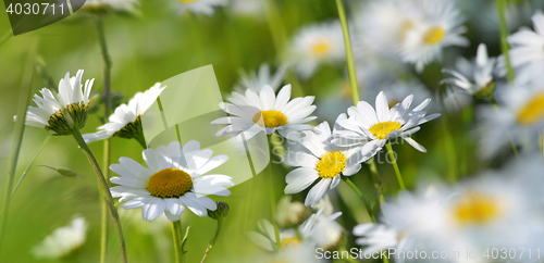 Image of marguerites on a summer meadow