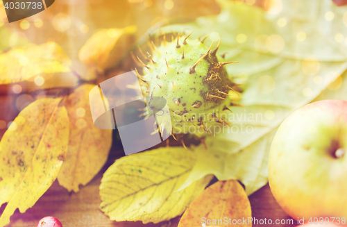 Image of close up of autumn leaves, fruits and berries