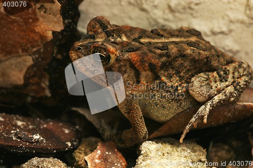 Image of wild frog