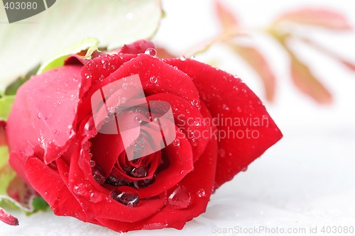 Image of dewey rose