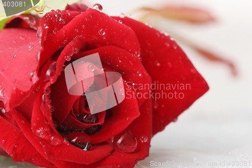 Image of wet rose