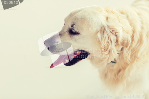 Image of close up of golden retriever dog