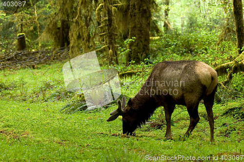 Image of Olympic rainforest