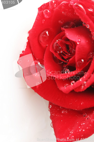 Image of half a rose