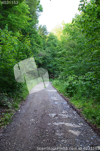 Image of Summer forest path