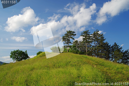 Image of Pine tree woodland