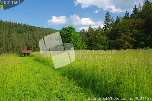 Image of Green grass and path near forest