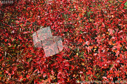 Image of Red leafes