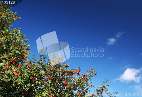 Image of Birch tree