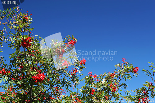 Image of autumn berries