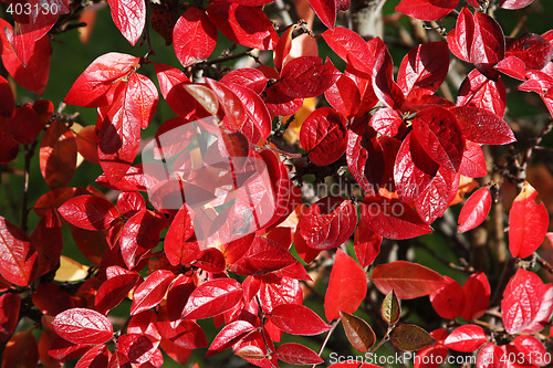 Image of fall leafes