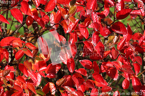 Image of red pattern
