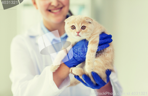 Image of close up of vet with scottish kitten at clinic