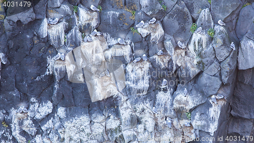 Image of Black-legged kittiwake