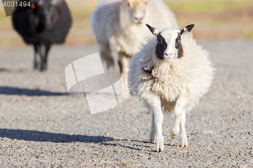Image of Icelandic sheep crossing a road