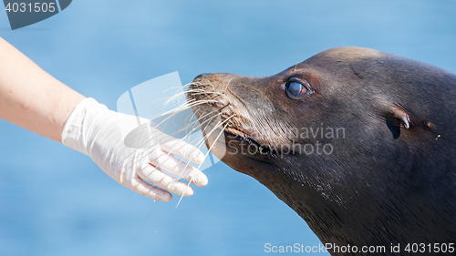 Image of Adult sealion being treated - Selective focus
