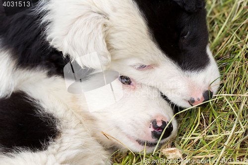 Image of Border Collie puppies sleeping on a farm