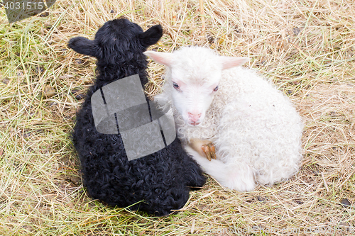 Image of Little newborn lambs resting on the grass - Black and white