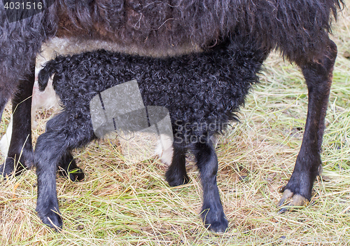 Image of Little newborn lamb drinking