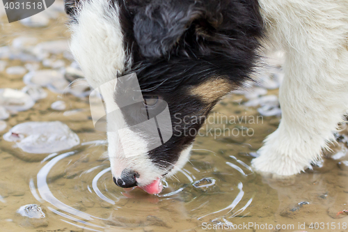 Image of Small Border Collie puppy on a farm, drinking from a pool