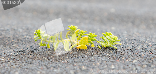 Image of Plant growing on black sand - Iceland