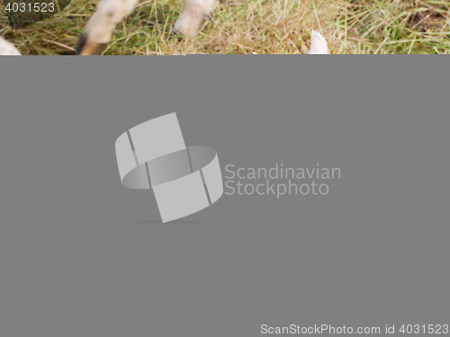 Image of Little newborn lamb standing on the grass