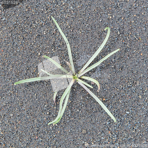 Image of Plant growing on black sand - Iceland