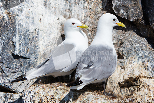 Image of Black-legged kittiwake