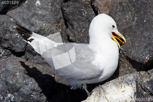 Image of Black-legged kittiwake