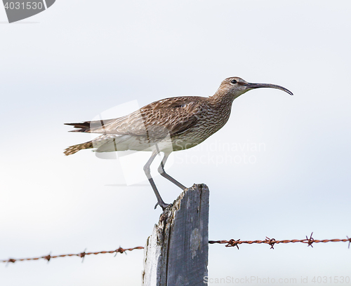 Image of Whimbrel - Iceland