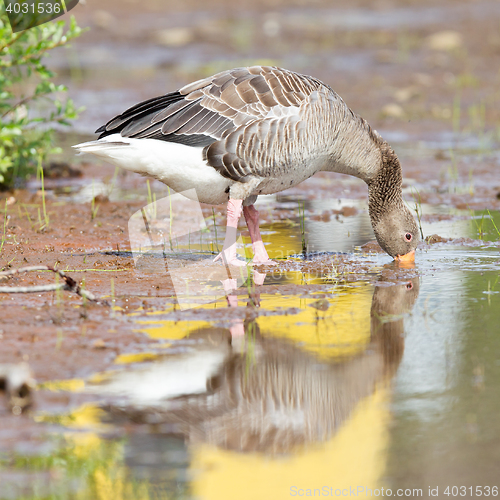 Image of Greylag Goose drinking in a national park in Iceland