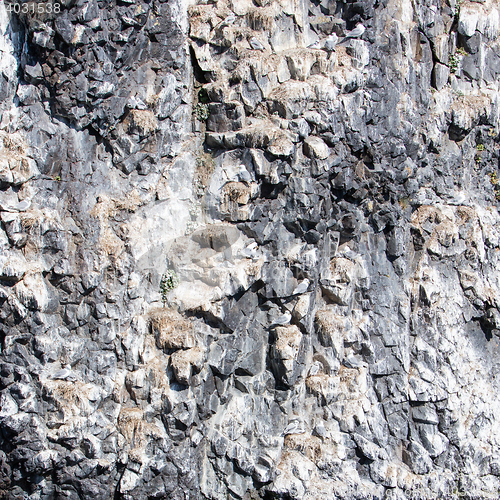 Image of Black-legged kittiwake