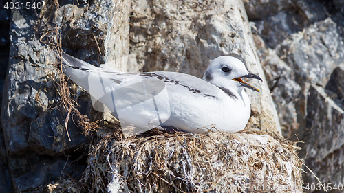 Image of Black-legged kittiwake